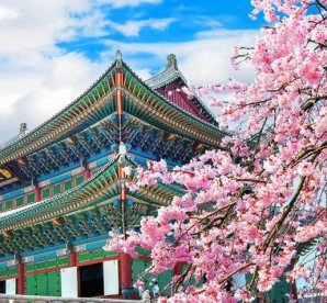 Korean Cherry Blossom Tour 2025