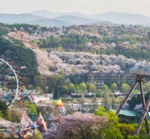  Hanoi - Seoul - Nami Island - Everland Theme Park